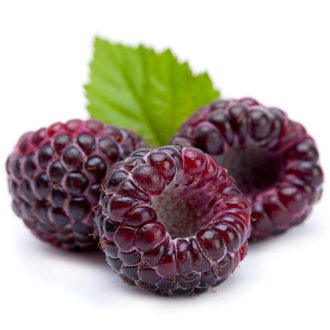 Black Raspberry Seed Oil - Unrefined