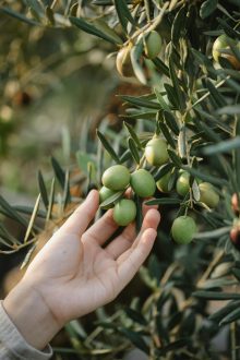 Extra Virgin Olive Oil
